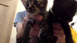 子猫の成長記録 ライブ動画