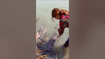 Cập cá lăng 62kg ở Bờ  Hồ Dầu Tiếng Tây Ninh