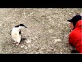 Антарктика.  Пингвины это интересно.
