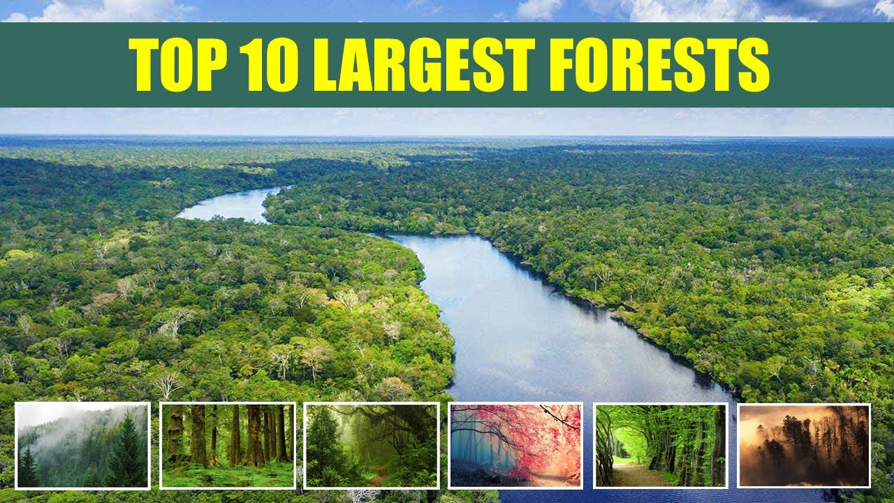 The 10 largest rainforests in the world •