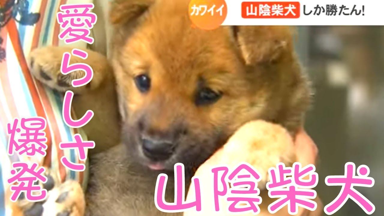 愛らしさ爆発 ｓｎｓで話題の山陰柴犬に会ってきた Youtube