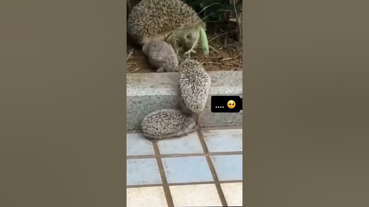 La vidéo la plus triste d’internet 🥺 #pourtoi