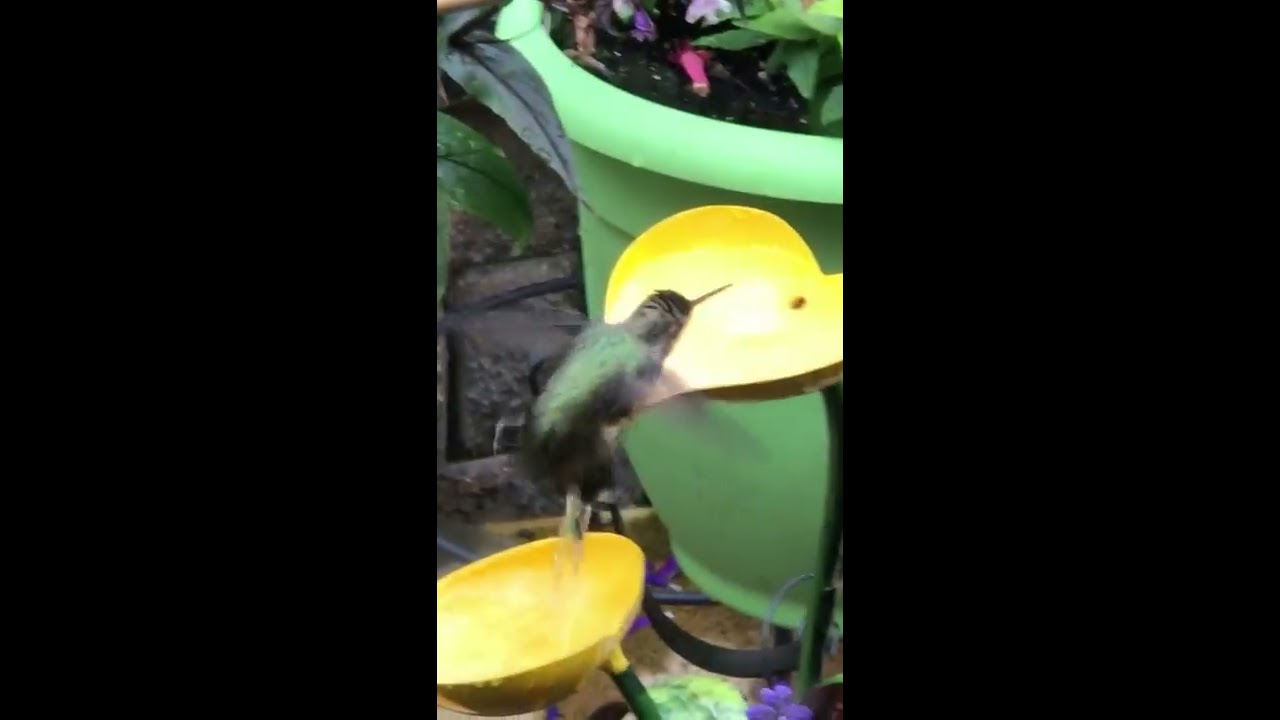 The best hummingbird bath ever! YouTube