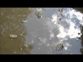 トノサマガエルの鳴き声