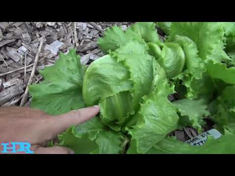 Video: Je lettuce itastahimili barafu?