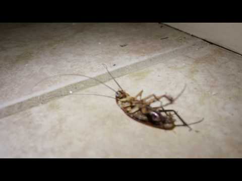 Video: Skillnaden Mellan Roaches Och Water Bugs
