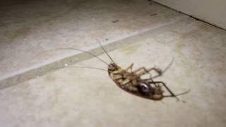 Water bugs vs Roaches and how to deal with them