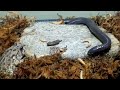 Caecilian kills mealworms3