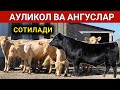 АУЛИКОЛ ВА АНГУСЛАР СОТИЛАДИ ОПТОМ НАРХДА ШОШИЛИНГ ХОРАЗМ БОЗОР