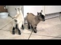 Pygmy Goats Charlie and Lily