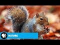Squirrel Skills and Success Secrets