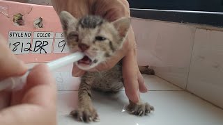 Starving Baby Kitten Dumped Near The Dumpster Waiting For Someone To Rescue Him