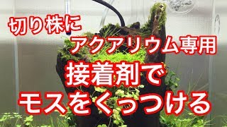 切り株レイアウト水槽にアクアリウム専用接着剤でモスをつける Youtube 切り株レイアウト水槽にアクアリウム専用接着剤でモスをつける Youtube