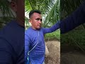 Coquinho crescendo