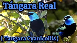 Tángara Real  (Tangara Cyanicollis)