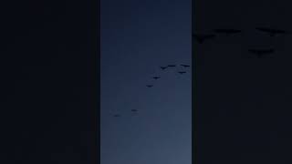Dozens of Geese in Flight: 60 Second Honk!