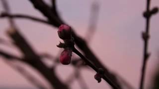 Lonely Spring Twilight