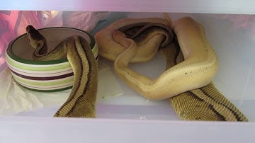 Python regius Gia (Genetic Stripe Pastel) X Bigstripe (Banana Genetic Stripe)