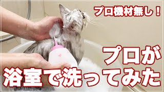 【一般家庭向け】プロがおうちのお風呂場で猫シャンプーしてみました【プロ機材無し】