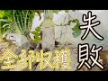【家庭菜園】【ショック】大根全部収穫。まさかの病気でした。