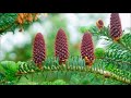 Размножение древесных растений (кратко)