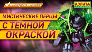 Урожай 2020. Мистические перцы c тёмной окраской.