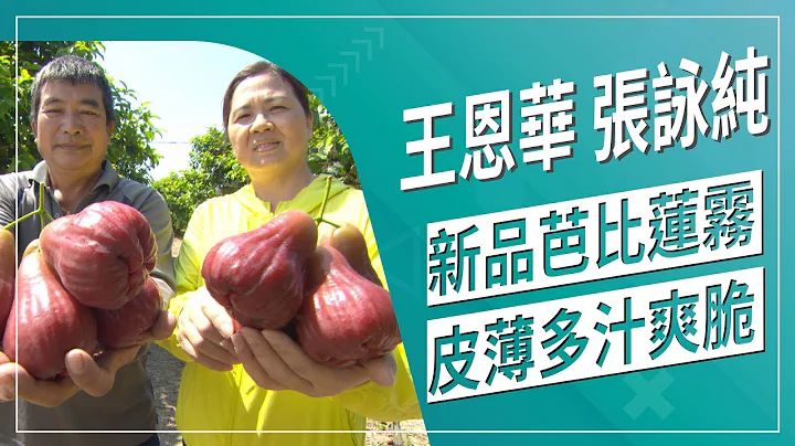 草地狀元--新品芭比蓮霧，皮紅粒大果脆甜(2020.05.18播出) - 天天要聞
