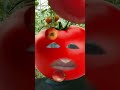 اغنية البندورة الغاليه كامله الناس ضربت بعد كل هالغلاء اغنية البندورة الغاليه كامله الناس ضربت بعد كل هالغلاء