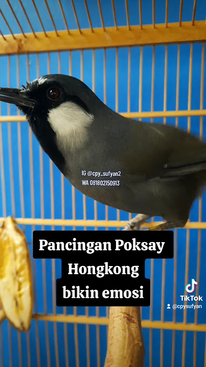 Pancingan Poksay Hongkong macet bunyi. #kicaumania #poksayhongkong #poksayhongkonggacor #poksay