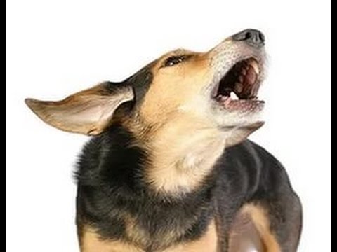 Голосовой собаки. Голос собаки. Голос собак для собак. Команда голос для собаки. Картинки собачьих команд голос.