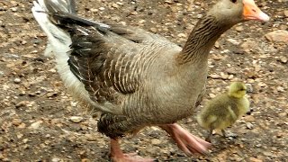 Hissing and Whistling Goslings and Geese by MackHillFarm 1,707 views 6 years ago 1 minute, 6 seconds