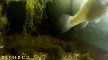 dosatore cibo pesci Arduino