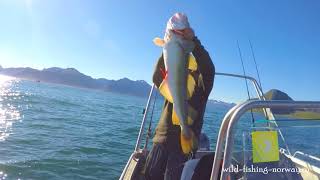РЫБАЛКА И ПОДВОДНАЯ ОХОТА В НОРВЕГИИ.Wild Fishing Norway
