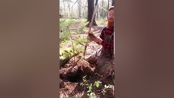 Transplanting Trees-Save Money, Harvest from the Woods