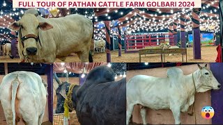 THIRTEEN MOST HUGE HARYANA COWS FROM PATHAN CATTLE FARM GOLBARI #pathancattlefarm #cattlefarming