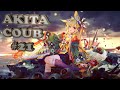 Akita coub #21 /amv /anime /приколы /музыка /юмор /аниме