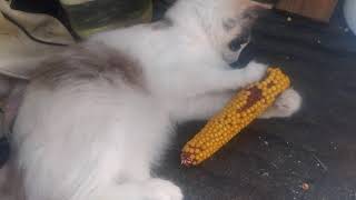 Кошка ест кукурузу)хпх