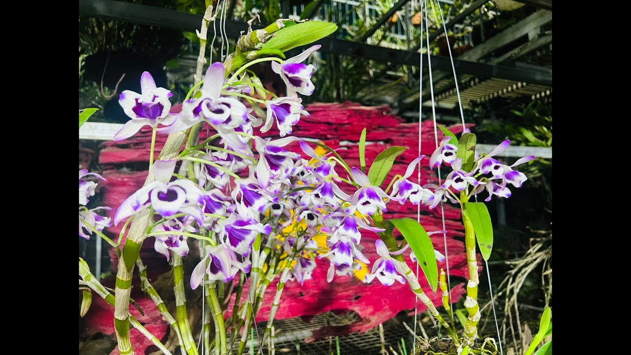 6/3 LINH TÙNG RẤT NHIỀU LAN RỪNG ĐANG NỤ 0869899172