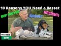 Basset Hound | 10 Reasons YOU Need a Basset Hound