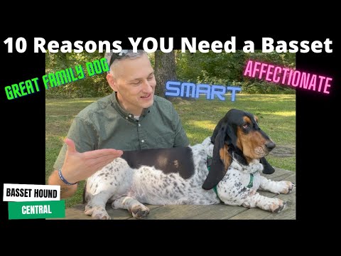 Video: Šī slimība ietekmē 80% Basset Hounds. Vai jūsu kucēns klusi cieš?