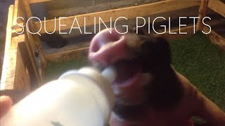 Cute & Adorable PIGLETS!!! Squealing because they want to be fed MILK!!!! FEED ME HUMAN!!!