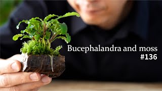 How to make Bucephalandra and moss grow on stones by 苔テラリウム専門-道草ちゃんねる‐ 15,615 views 8 months ago 12 minutes, 17 seconds
