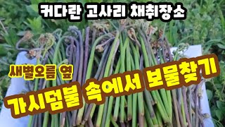 새별오름 옆 가시덤불 속 보물찾기 - 커다란 고사리 채취장소 - 시청자님 추천 장소를 찾아 가보니 뜻밖에 왕 큰 고사리가 바글바글~