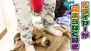 カワウソしゃもじ、ドライヤーが好きすぎてじっとしてられない！！The otter which likes dryers