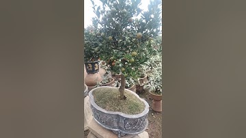 Quất Cảnh Tết 2022 Quất Bon sai đẹp nhất mọi thời đại Call: 0983.612.555