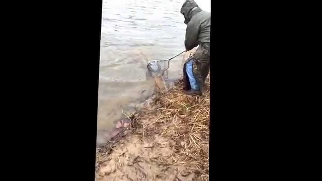 My son catching a 20lb catfish! YouTube