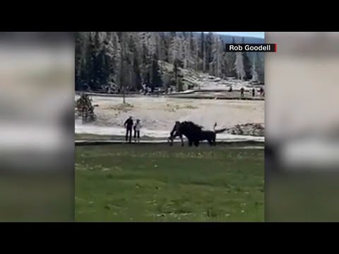 Video: Colorado man gored by a bison at Yellowstone National Park: police l ABC7