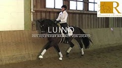 SOLD!! Dressurpferd - 2005 Holsteiner Wallach von Locato, Stm. ca. 1,69, S-Dressur - Luino