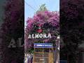 अल्मोड़ा ❤️😍 |Almora Uttarakhand | #shorts #youtubeshorts #trending