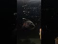This Mistake is Killing Your Fish 😳💀 #aquarium #fishtank #aquariumfish